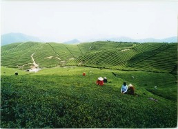 &ldquo;三茶&rdquo;统筹 余杭破局