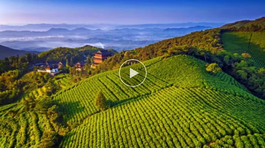你知道径山茶吗？