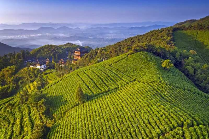 杭州余杭径山茶即将开采-新华网
