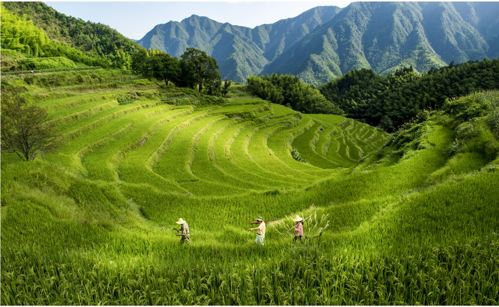 留住大地原香——林日传用自然农法