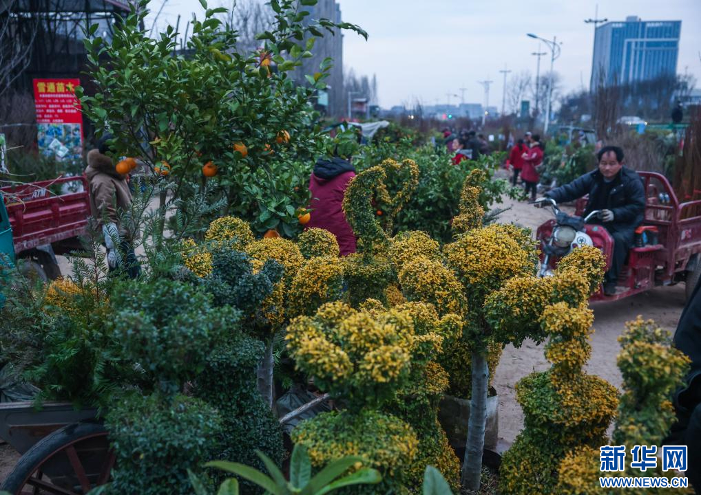 浙江金华：苗木花卉市场活力涌动-