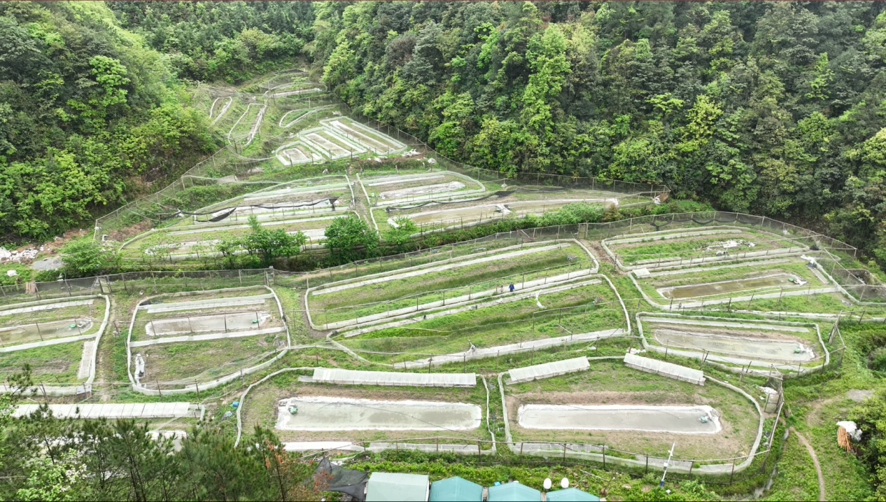 技能干部“点蟾成金”，丽水莲都峰
