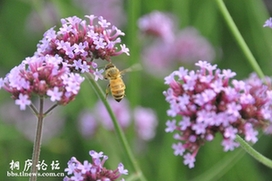 桐庐：花海蜜蜂忙