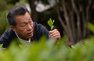 王顺明：坚守传承武夷岩茶制茶工艺