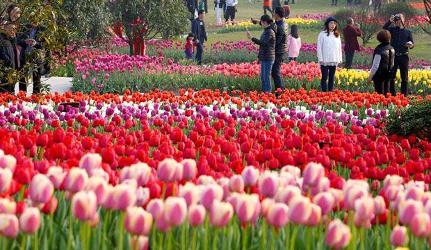 浙江瑞安：郁金香花开踏春来