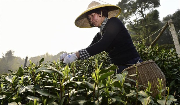 杭州西湖龙井提前开采