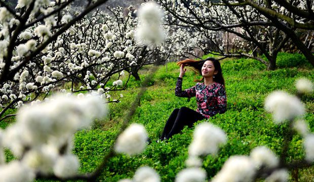 舟山金塘岛三千亩李子花引来四方游客