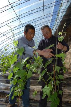 大棚反季节水果助农增收