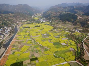 黔北大地春色美