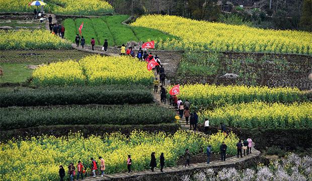 浙江宁海：梯田式油菜花竞相开放