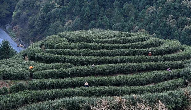 浙江开化：清明节前采茶忙