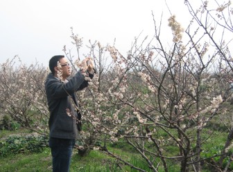 白水洋镇樱桃花盛开