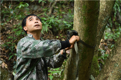 为了三万棵楠木：两代护林员的护林接力