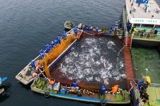 千岛湖推进特色“保水渔业”发展模式
