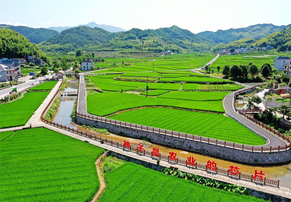 遂昌县新路湾镇蕉川村杂交水稻制种基地