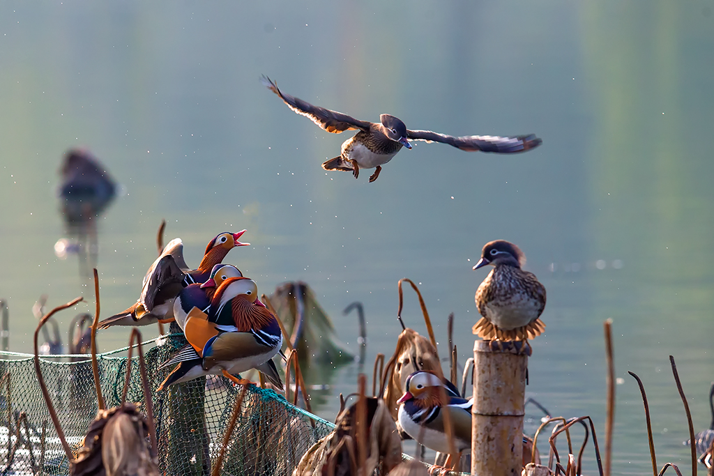 【守护自然精灵】西湖“鸳鸯护卫队”：把候鸟护成了“杭州鸟”