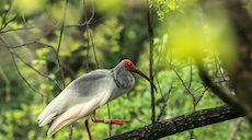 國際愛鳥日丨杭州西溪國家濕地公園：朱鹮多起來了
