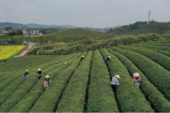 文化中国丨浙江杭州的“径山茶宴”