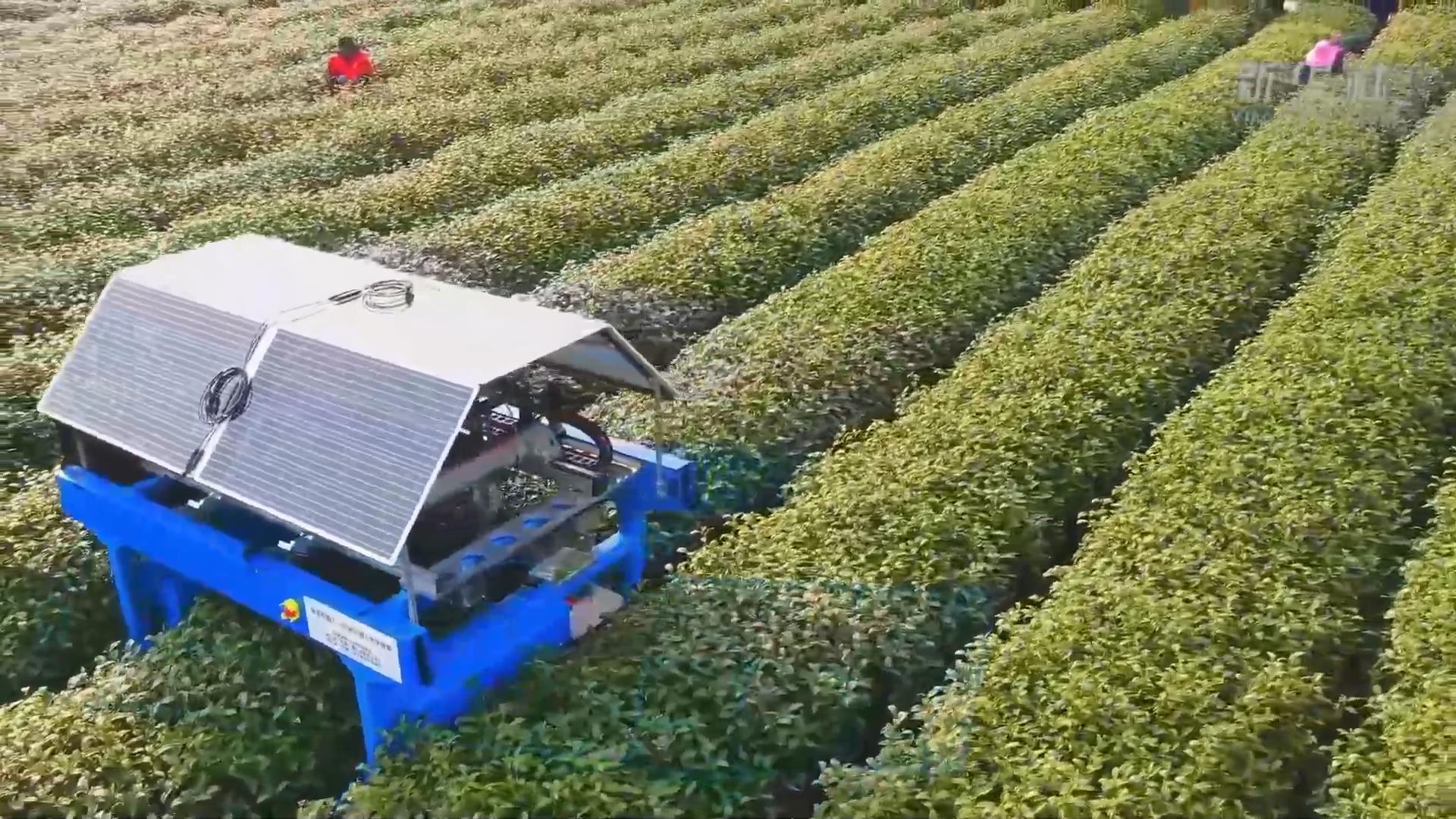 机器人“采茶工”走进杭州茶园