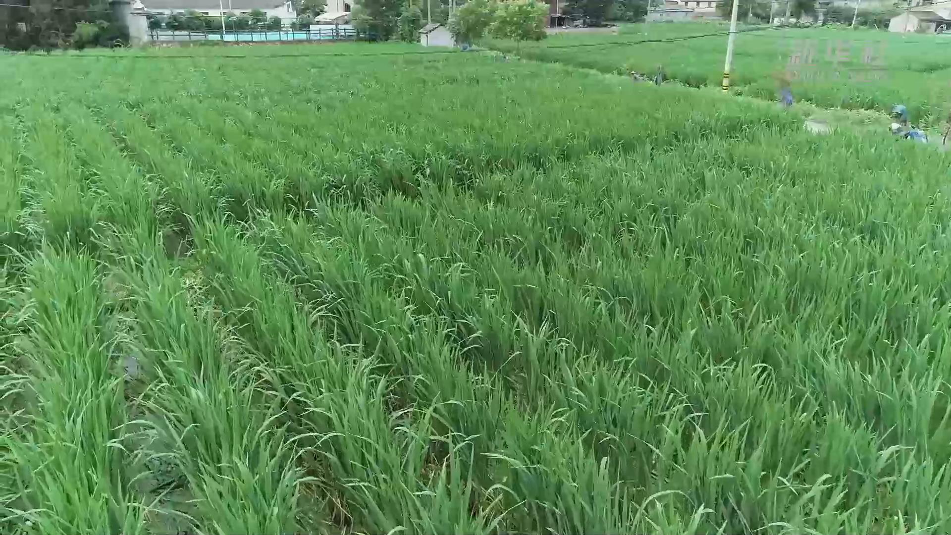 浙江湖州：茭白迎來豐收季 農戶喜獲“共富果”