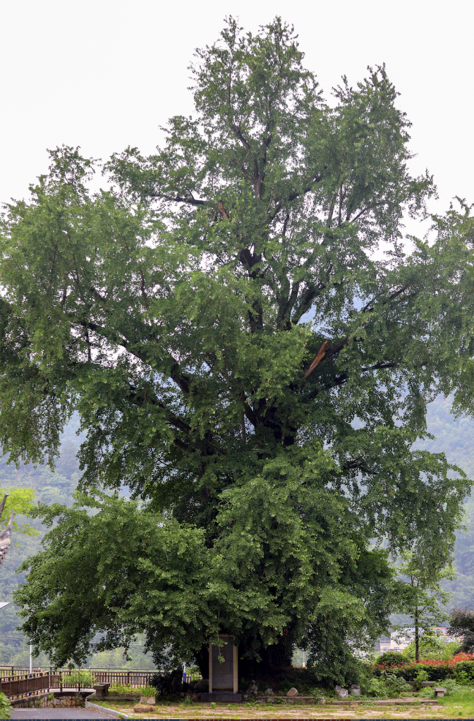 浙江杭州：全面加强保护 让2万余株古树名木焕发新光彩